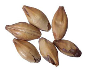 Malt - Hugh Baird - British Crystal 50/60L - Light Crystal (55lb Sack) (Light Crystal)