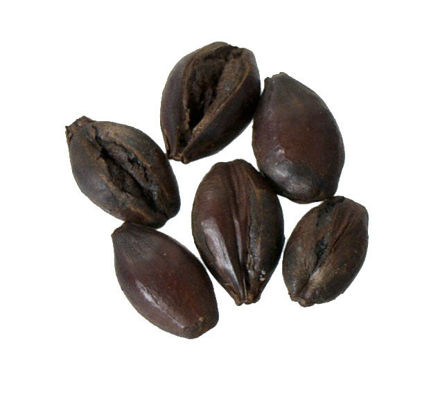 Malt - Hugh Baird - Roasted Barley (55 lb Sack)