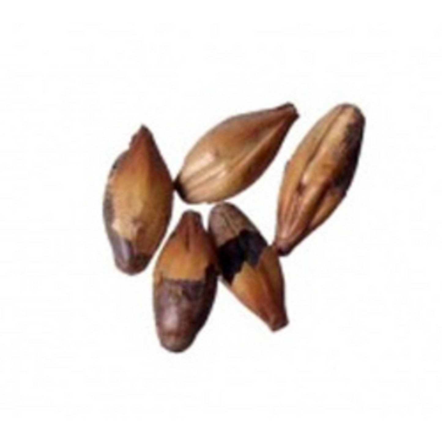 Special B (140-155L) - Belgian - 55 lb Sack