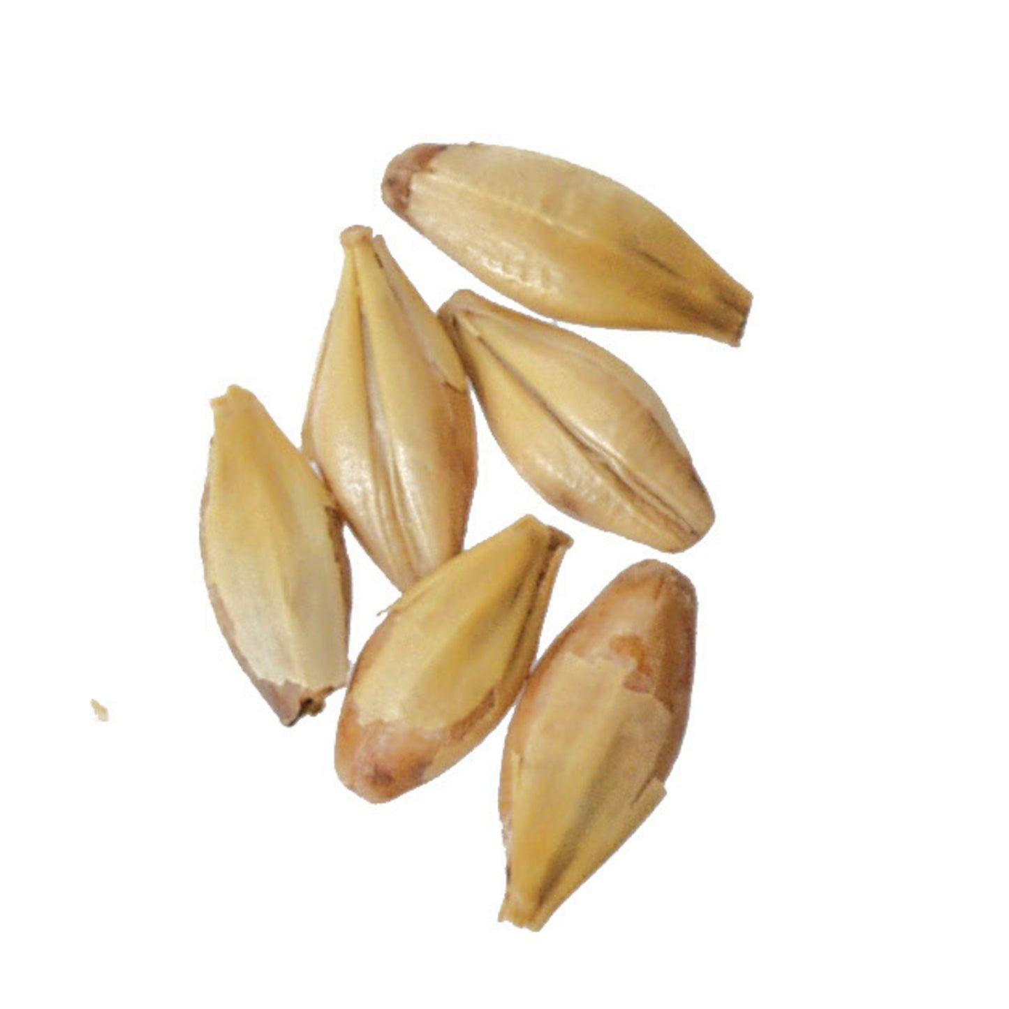 Briess Caramel 10L 50 lb Sack