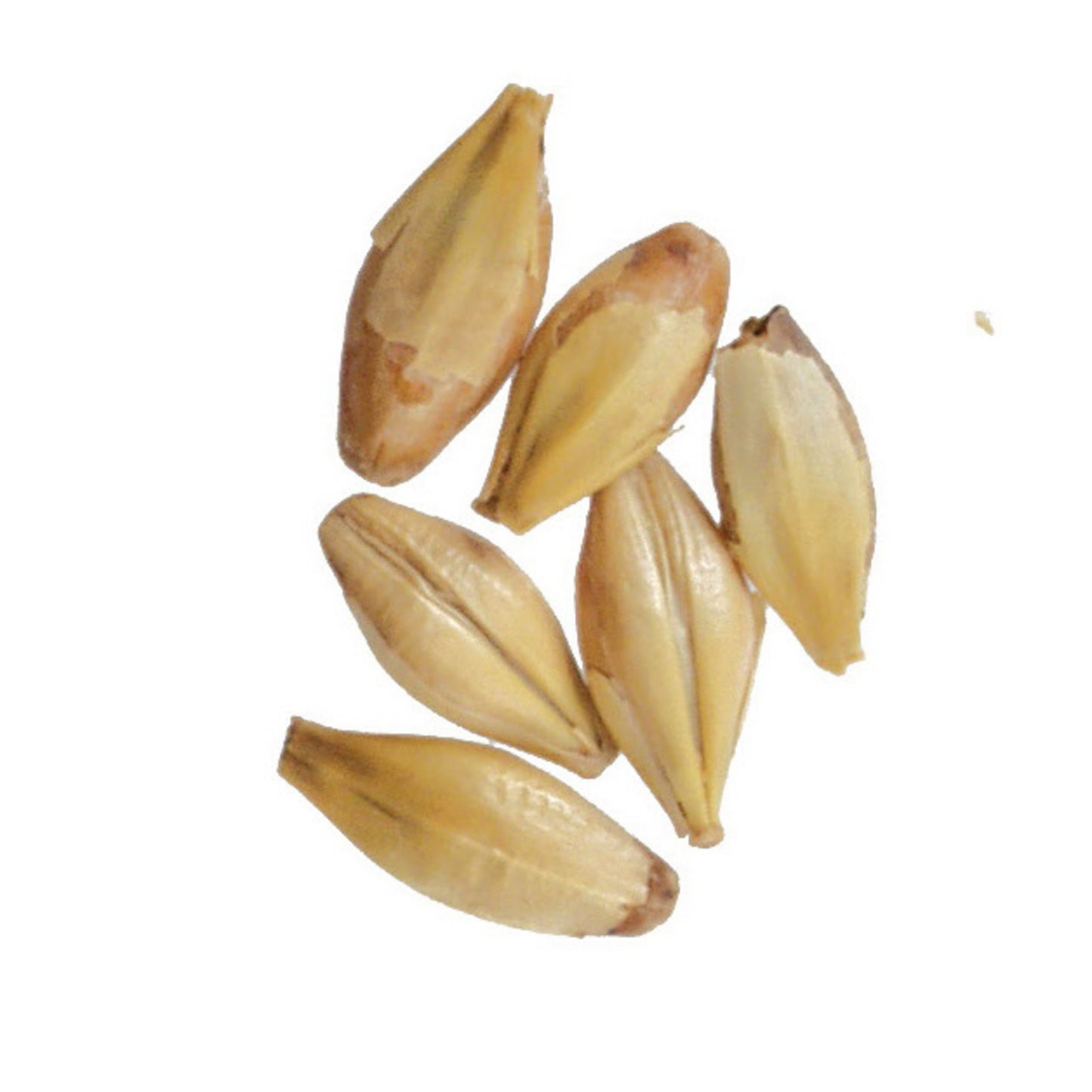 Briess Caramel 20L 50 lb Sack