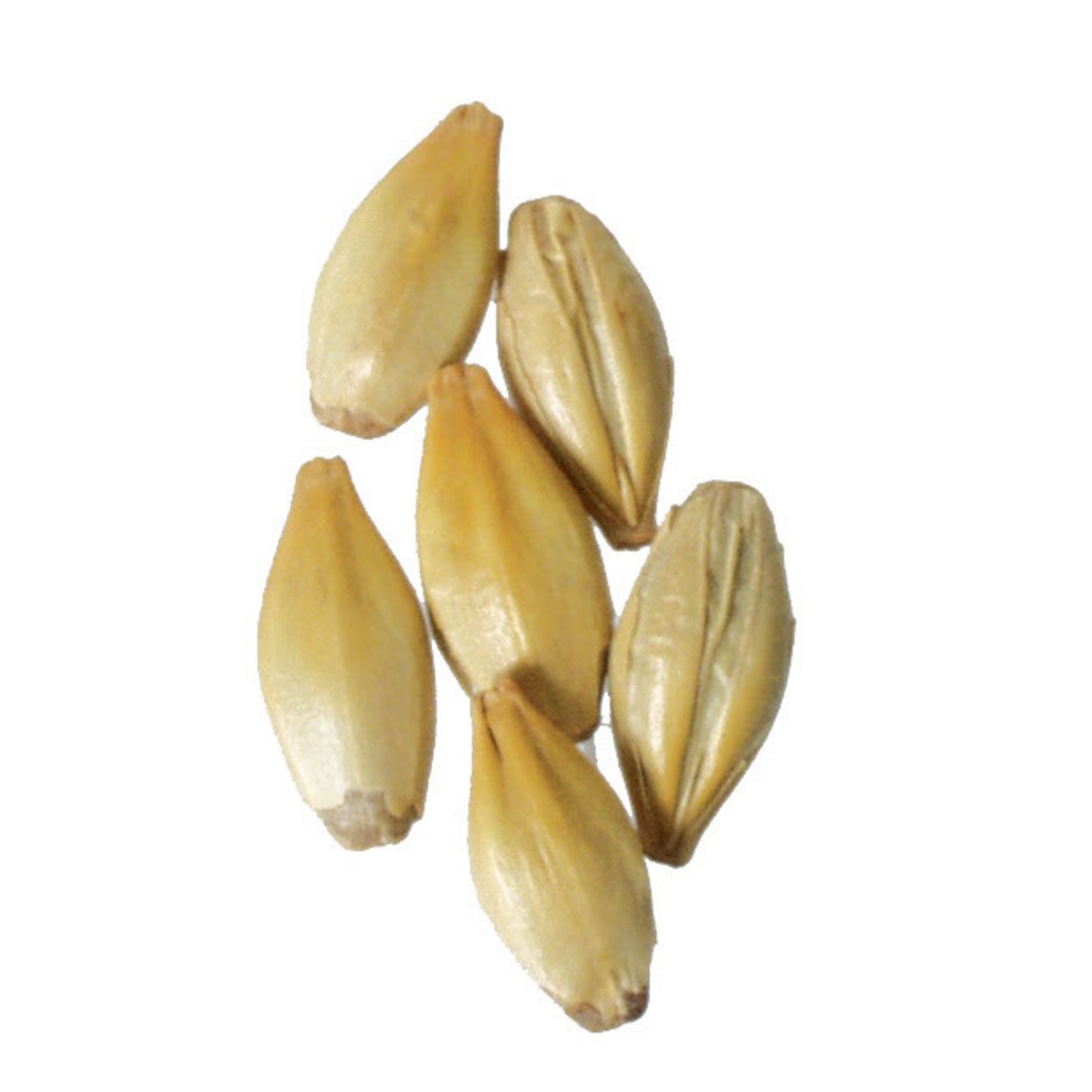 Briess Caramel 60L 50 lb Sack