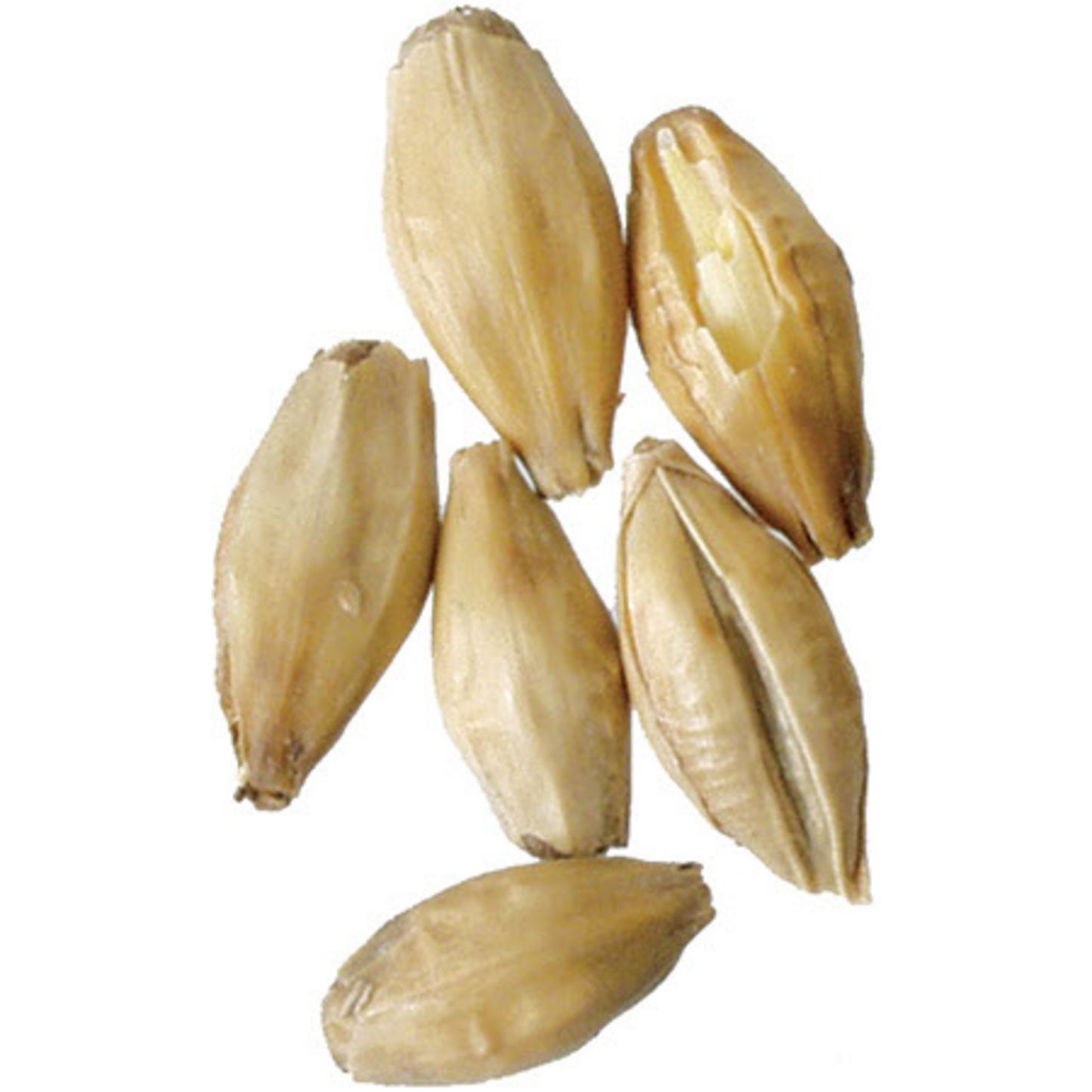 Golden Promise Malt 55 lb Sack