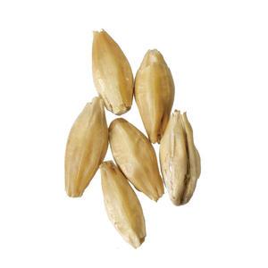 Malt - Briess - Ashburne Mild (50 lb Sack)