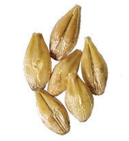Malt - Weyermann - Acidulated Malt (55 lb Sack)