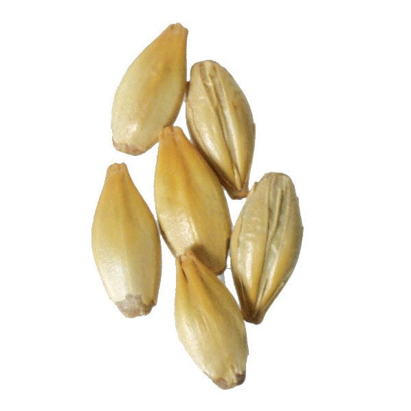 Malt - Briess - Caramel 60L (50 lb Sack)
