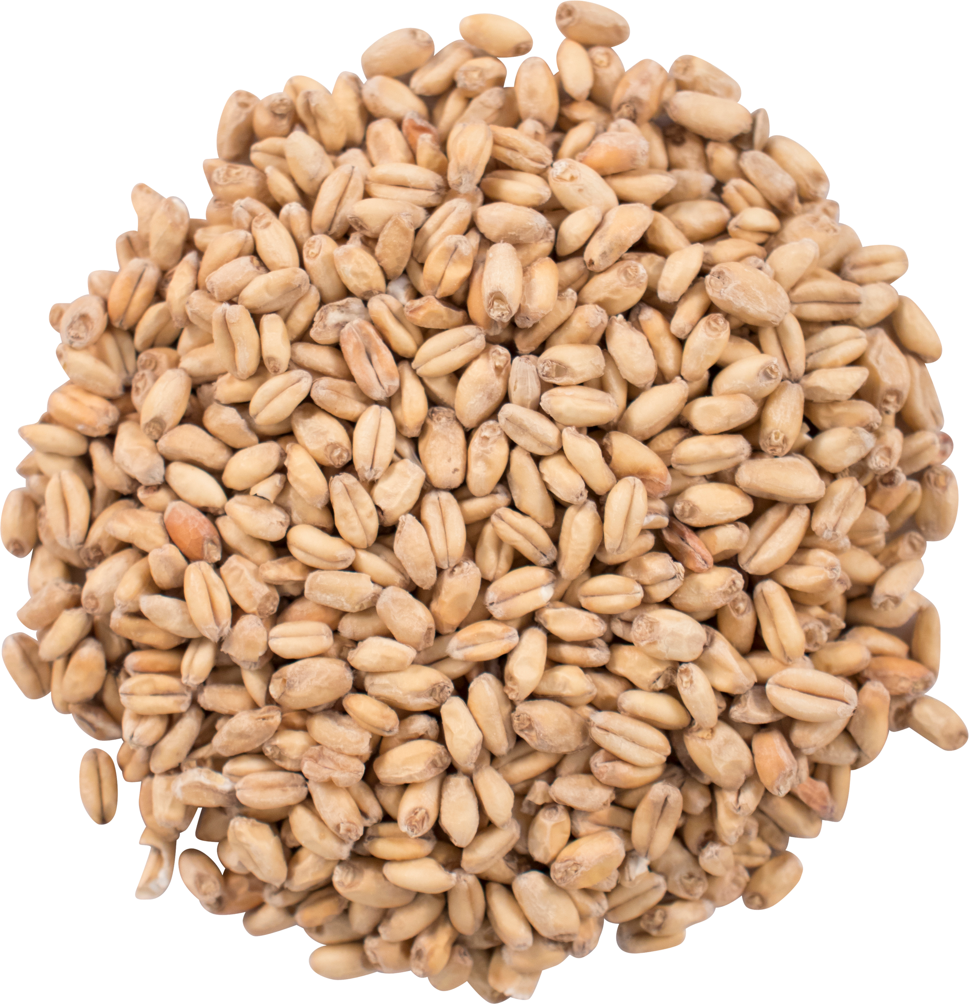 Malt - Great Western - White Wheat (55 lb Sack)