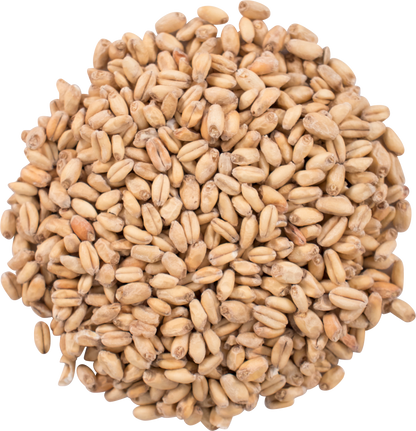 Malt - Great Western - White Wheat (55 lb Sack)