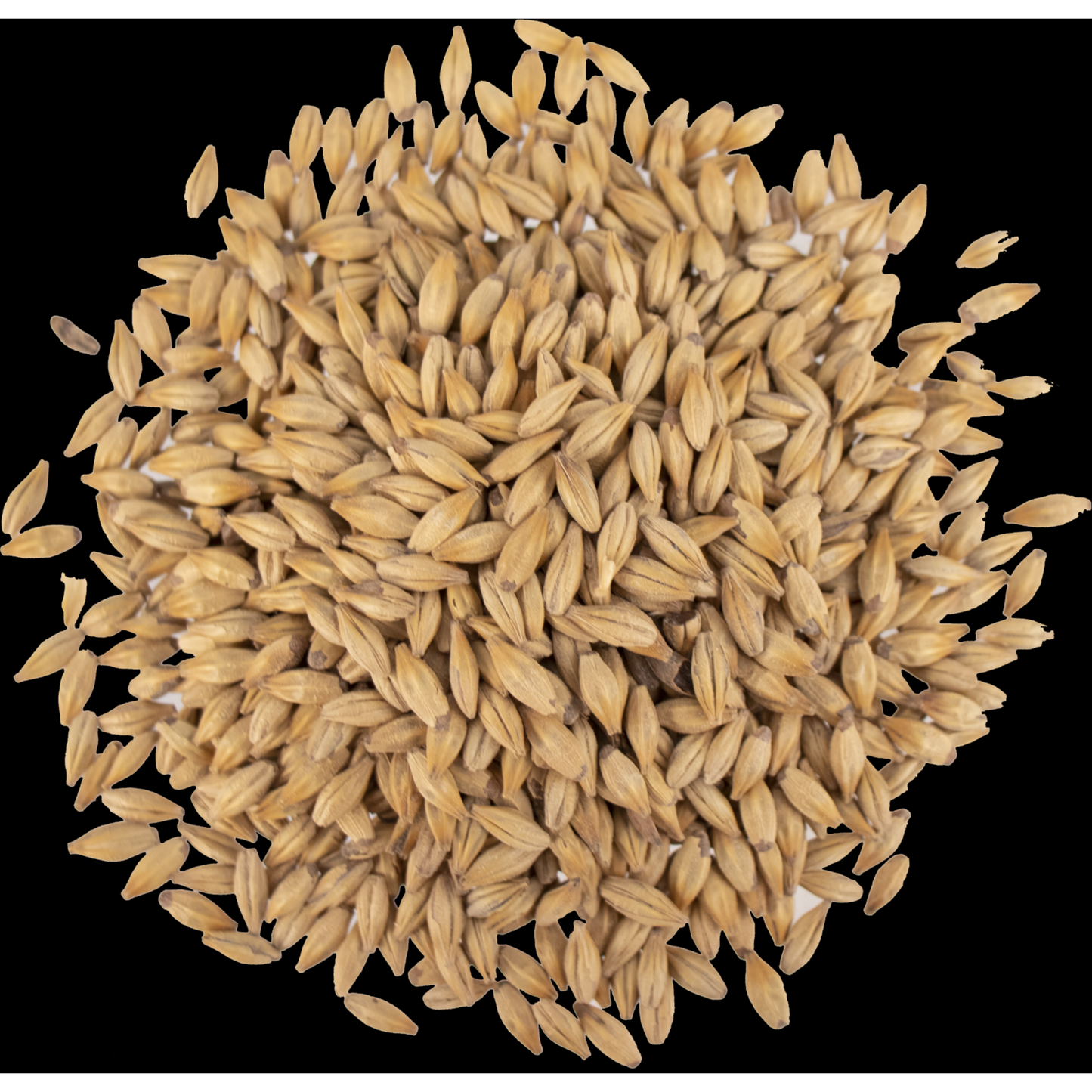 Malt - Viking Malt - Caramel 30 (55 lb Sack)