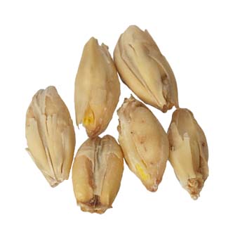 Malt - Crisp - No. 19 Floor Malted Maris Otter (55 lb Sack)
