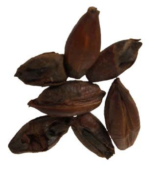 Malt - Crisp - Pale Chocolate (55 lb Sack)