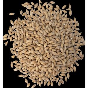 Malt - Fawcett Malting Maris Otter (55 lb Sack)