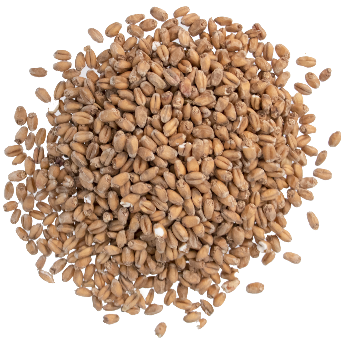 Malt - Briess Red Wheat (50 lb Sack)